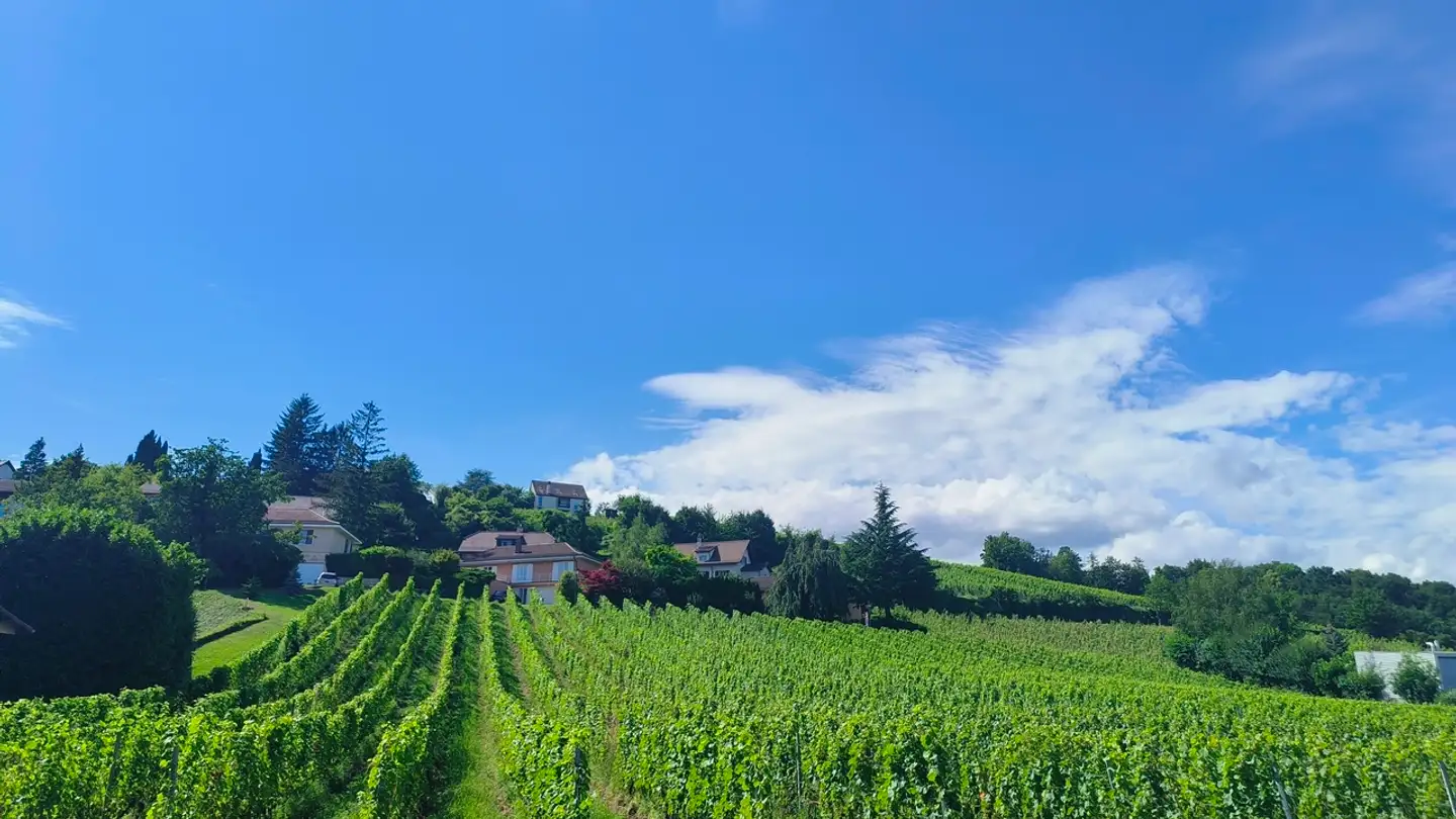 Studio in vendita - Rue du Château 8, 1026 Echandens - Foto 4