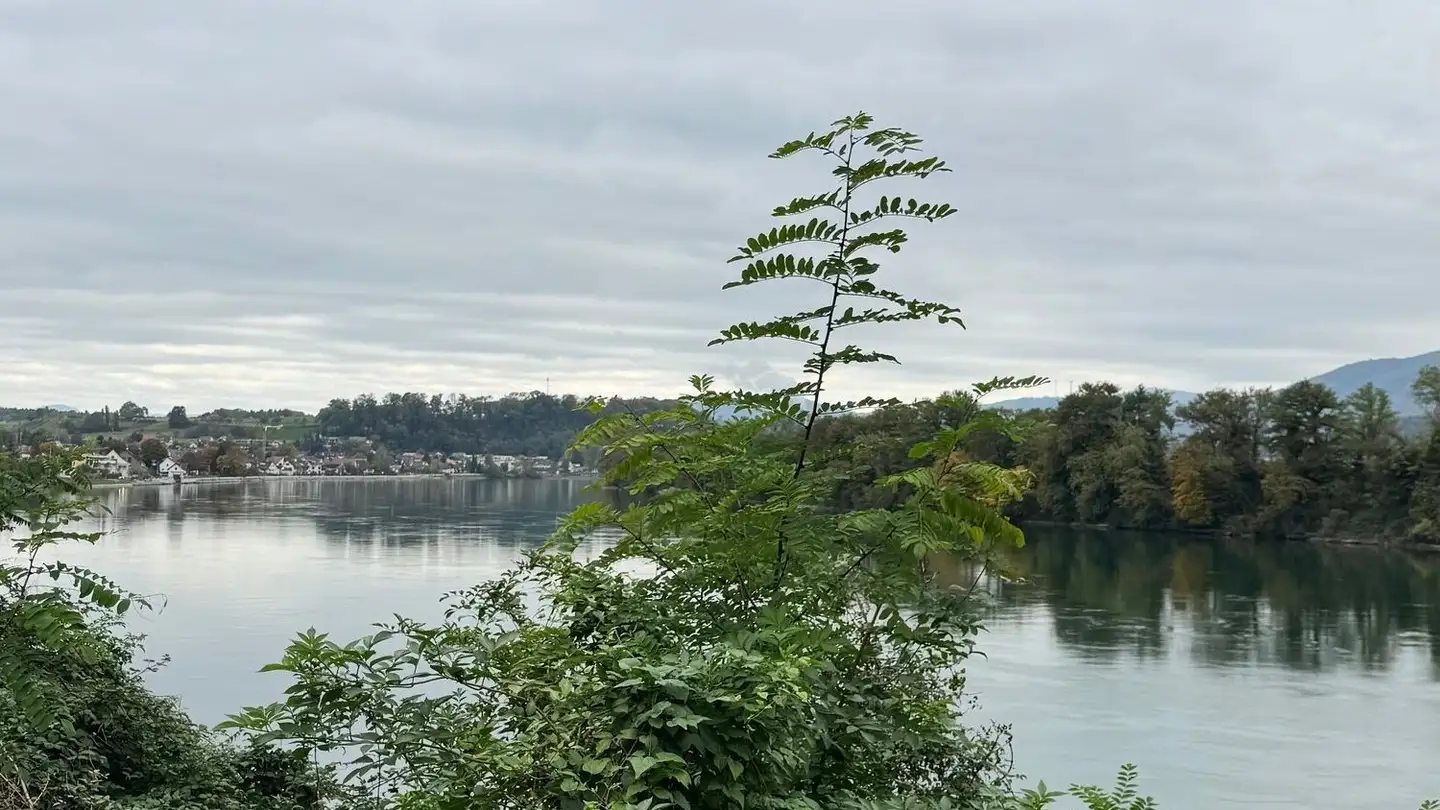 Appartamento in vendita - Rheinweg 15, 4322 Mumpf - Photo 2