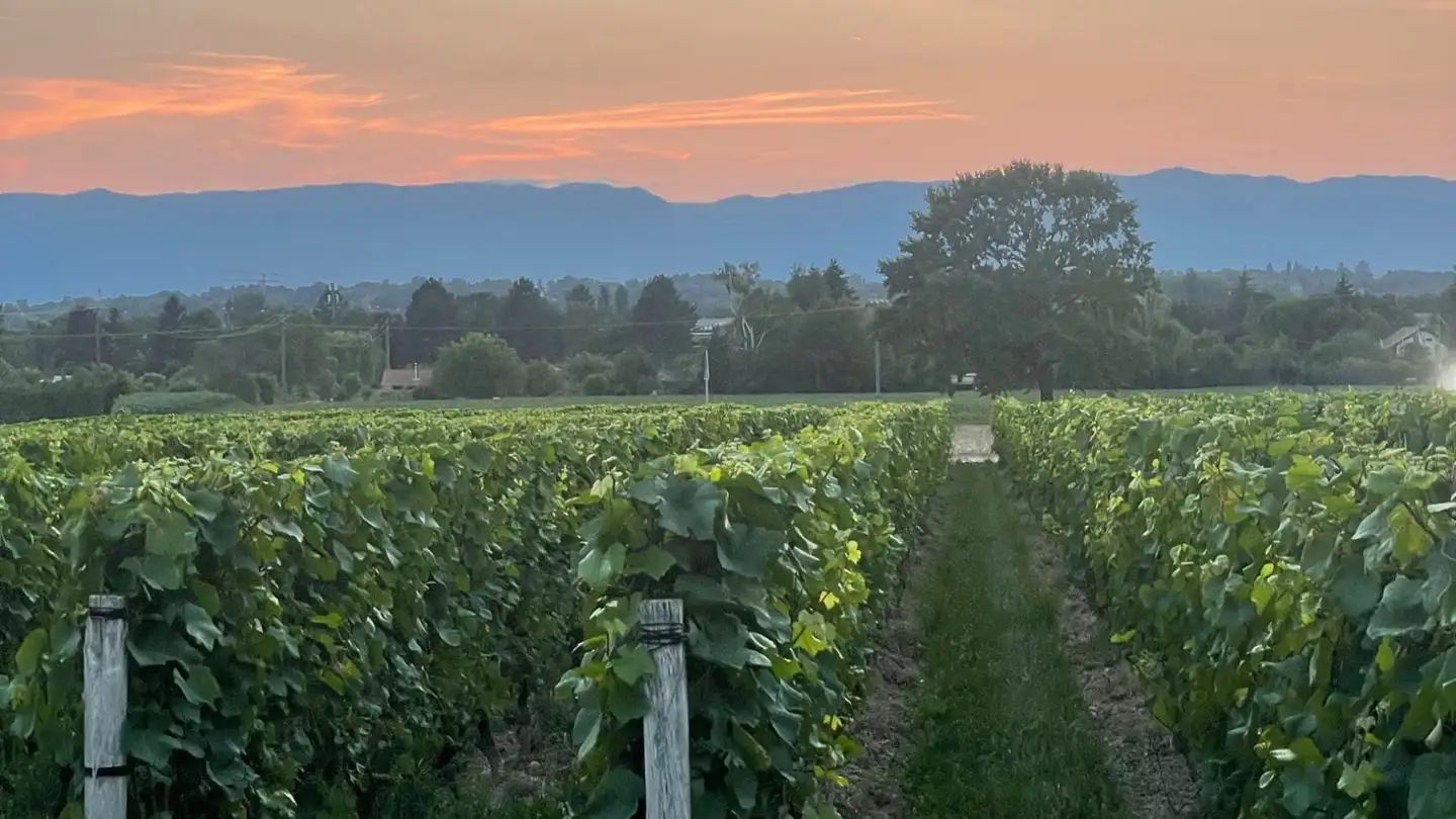Chambre à louer - 1218 Le Grand-Saconnex