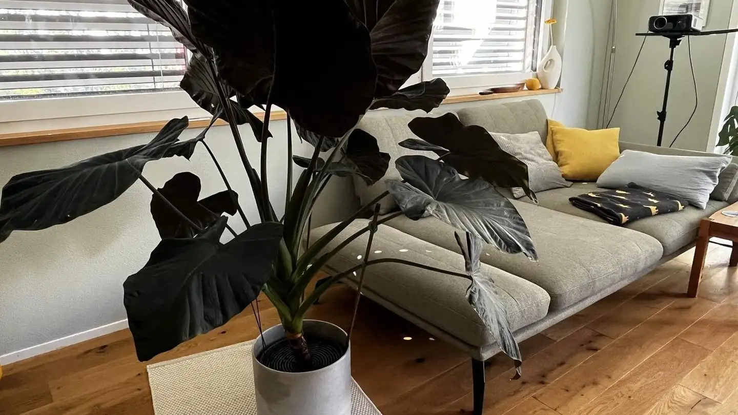 Einfamilienhaus mieten - 6214 Schenkon - Foto 3