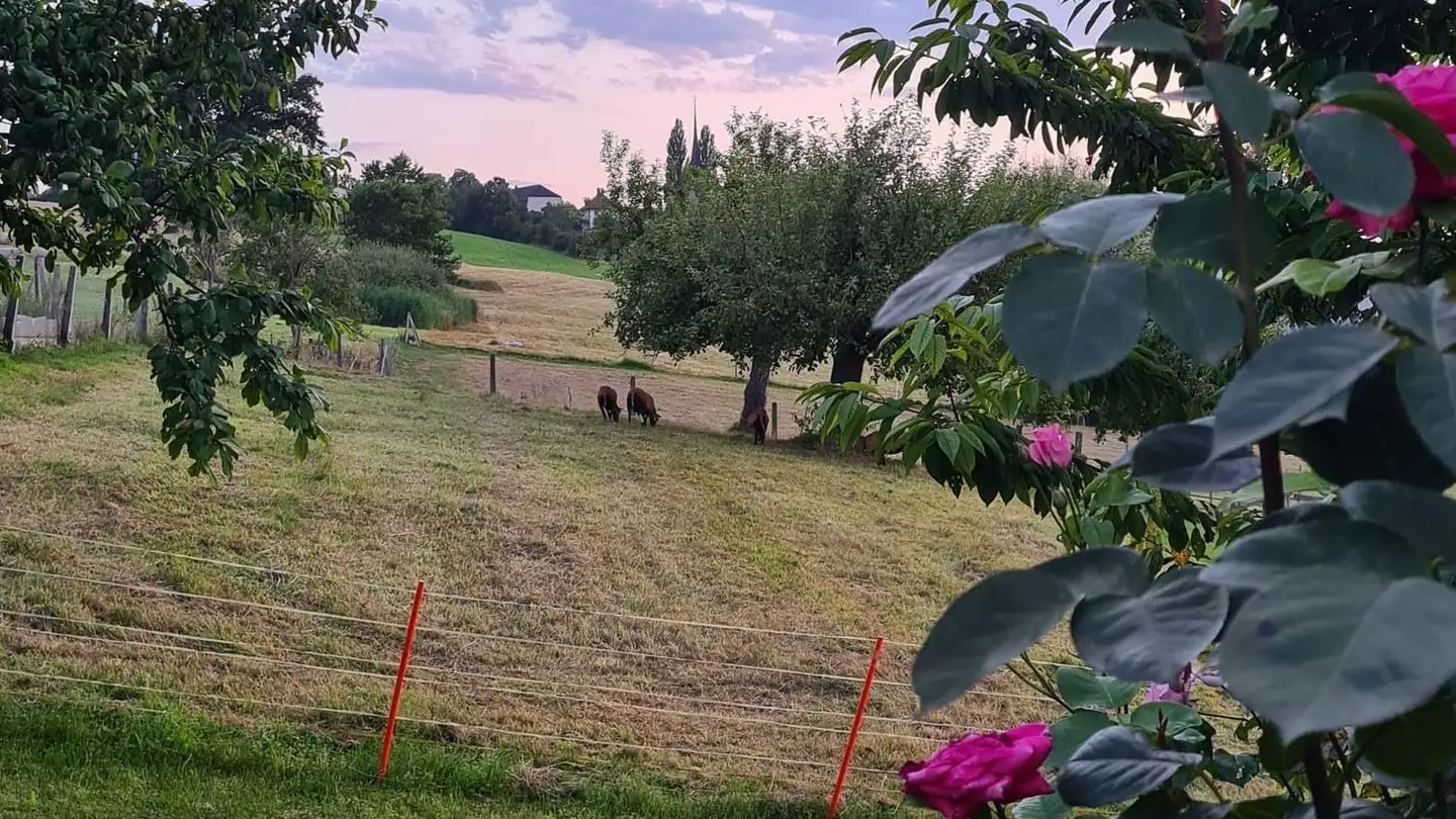 Single house for rent - Tufteraweg 16, 3178 Bösingen - Photo 2