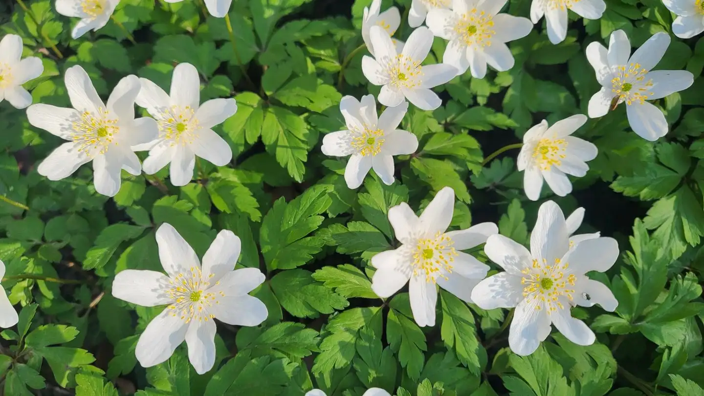 Single room for rent - Röthlerholzstrasse, 5406 Rütihof - Photo 2