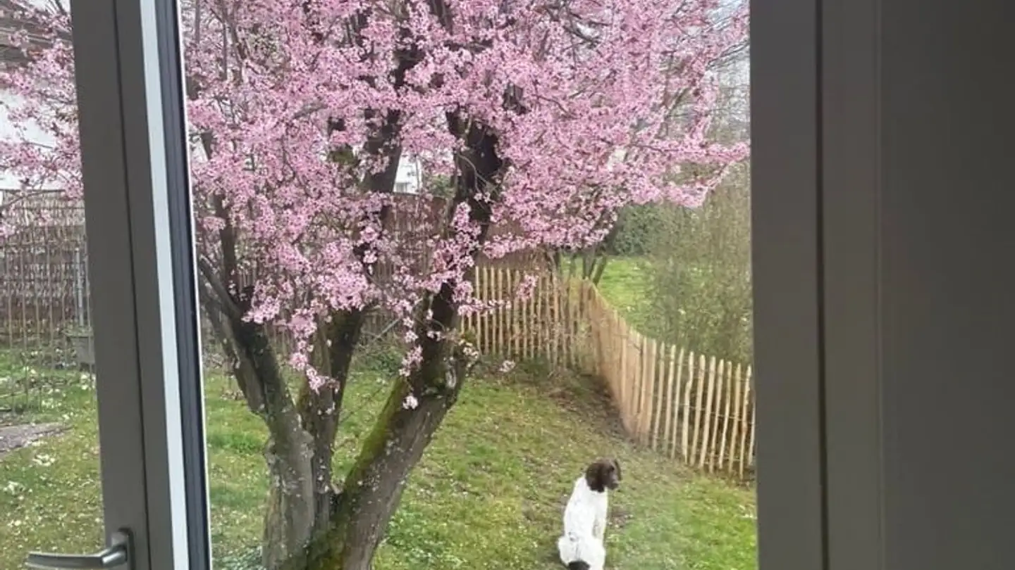 Casa singola in affitto - 8620 Wetzikon ZH - Foto 2