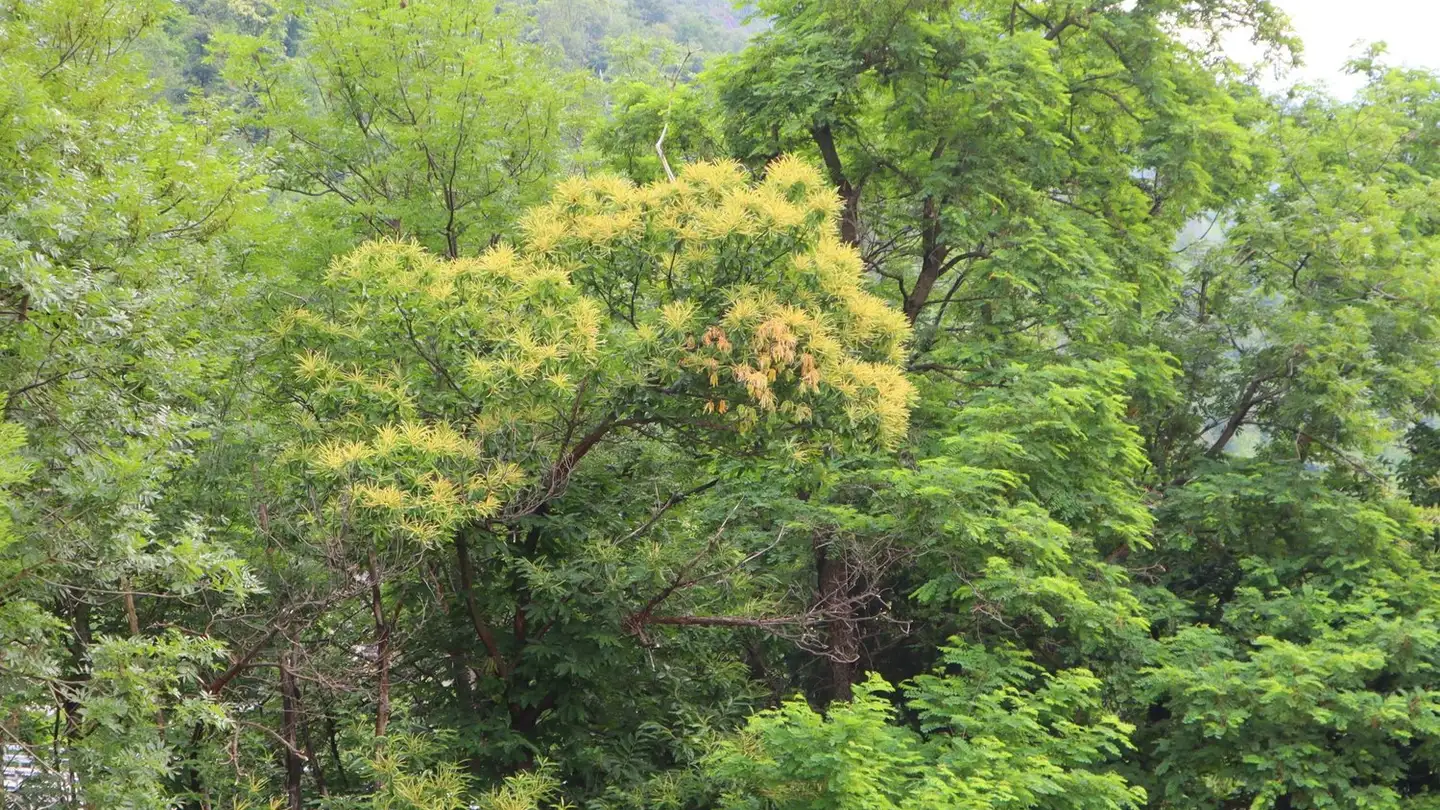 Apartment for rent - A Cisüra 4, 6655 Intragna - Photo 2