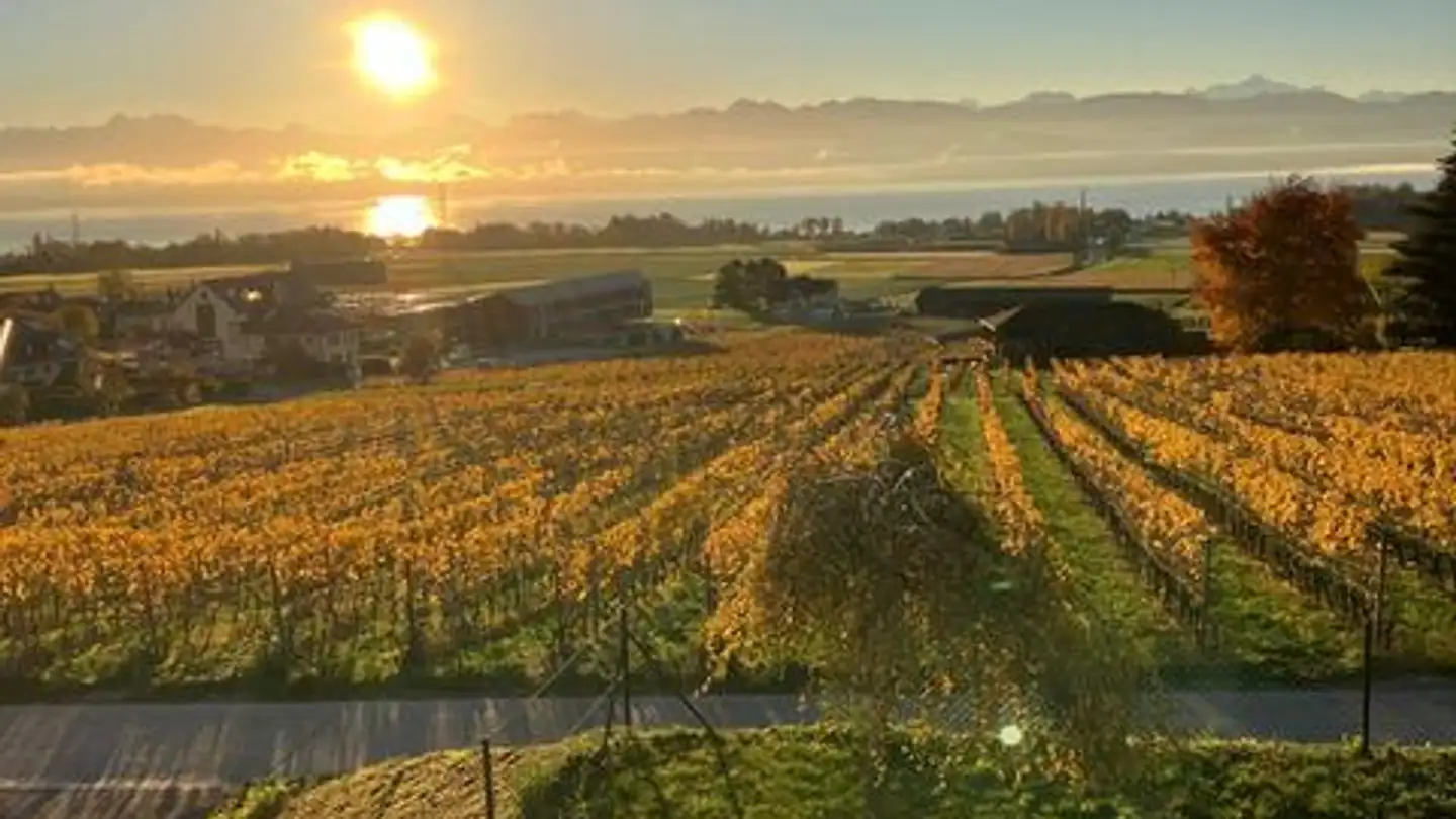 Casa singola in affitto - Chemin Vers Saint-Vincent 18, 1182 Gilly - Photo 3