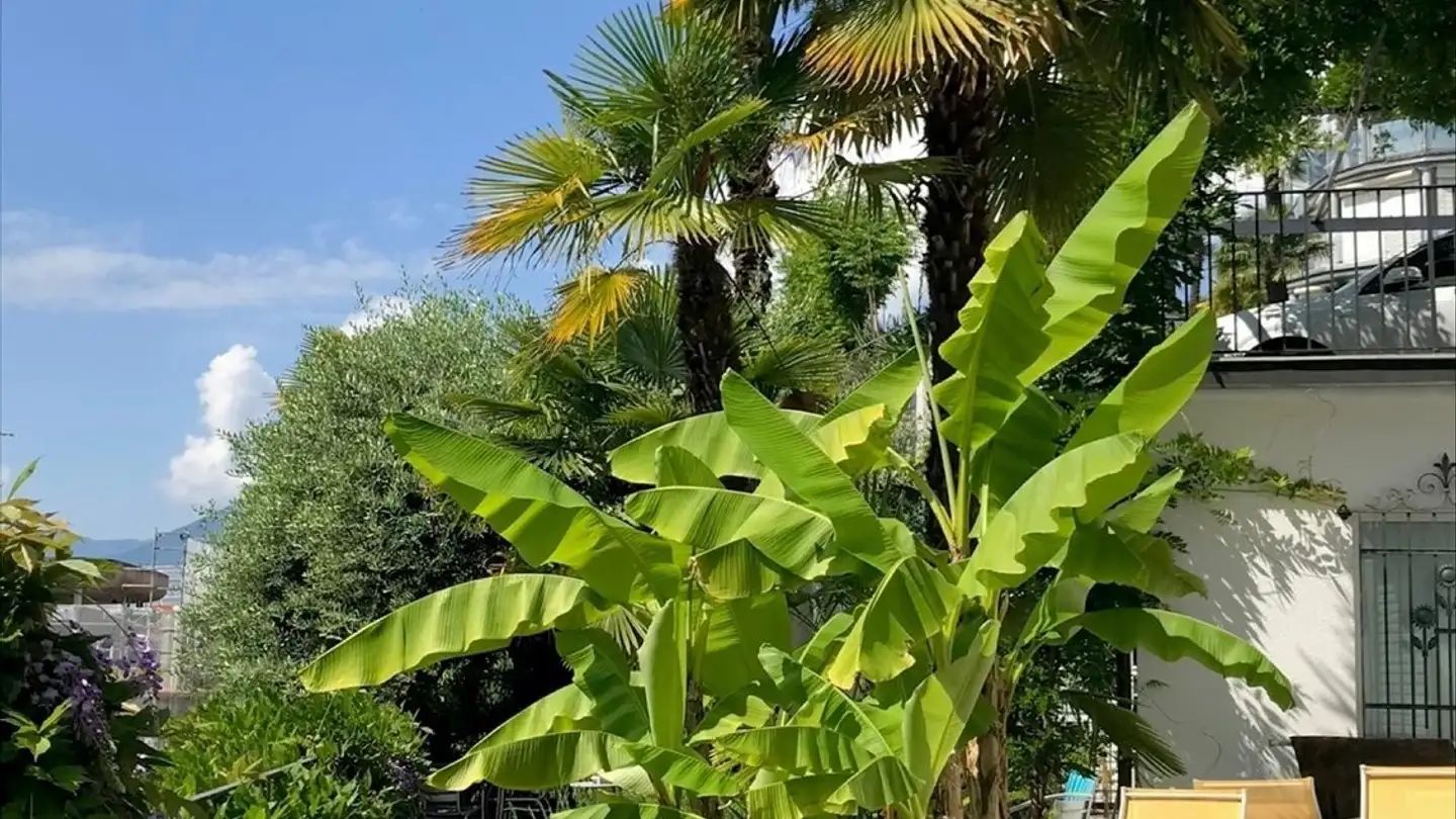 Appartement à louer - Strada Collina 9, 6612 Ascona - Photo 2