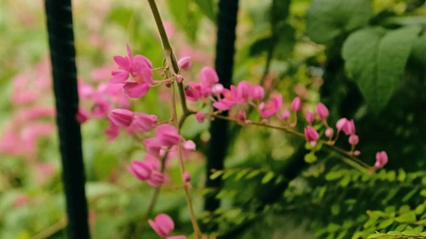 Maison individuelle à louer - 1206 Genève