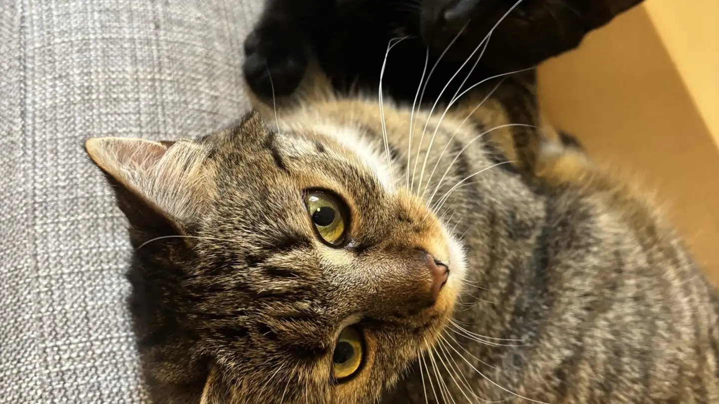 Stanza singola in affitto - Birkenstrasse 6, 6003 Luzern - Foto 3