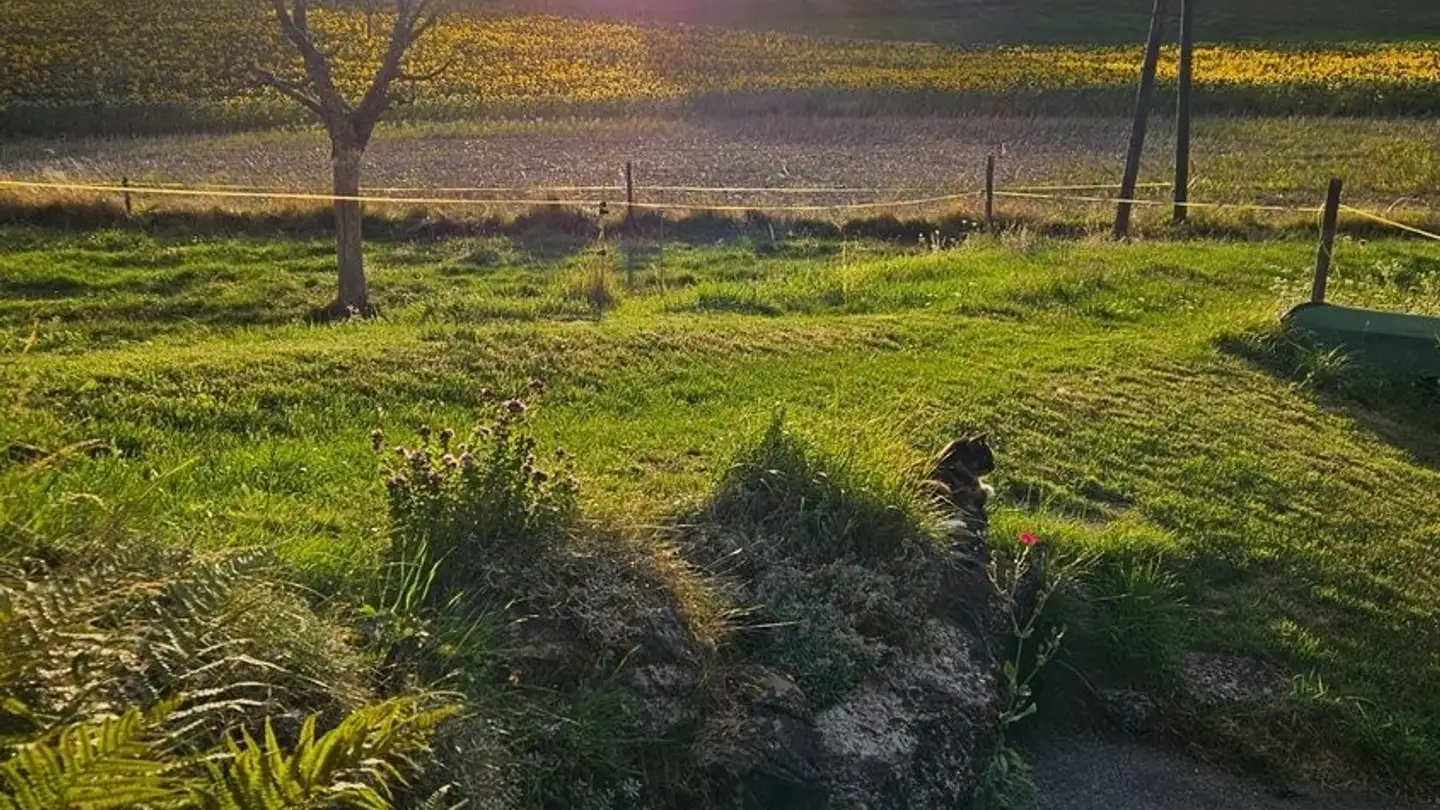 Zimmer mieten - 1176 St-Livres - Foto 4