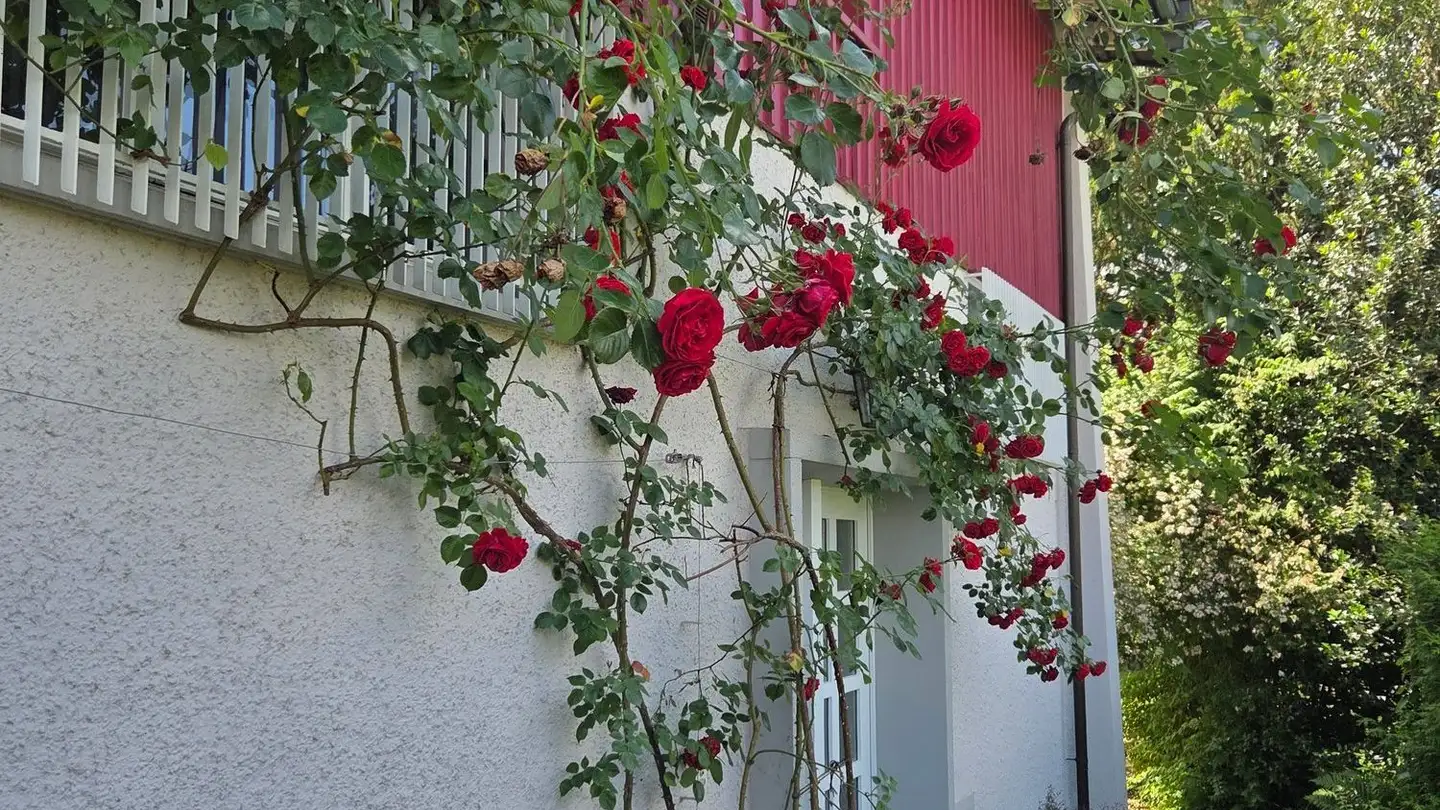 Casa singola in vendita - Birkenweg 6, 4663 Aarburg - Foto 3