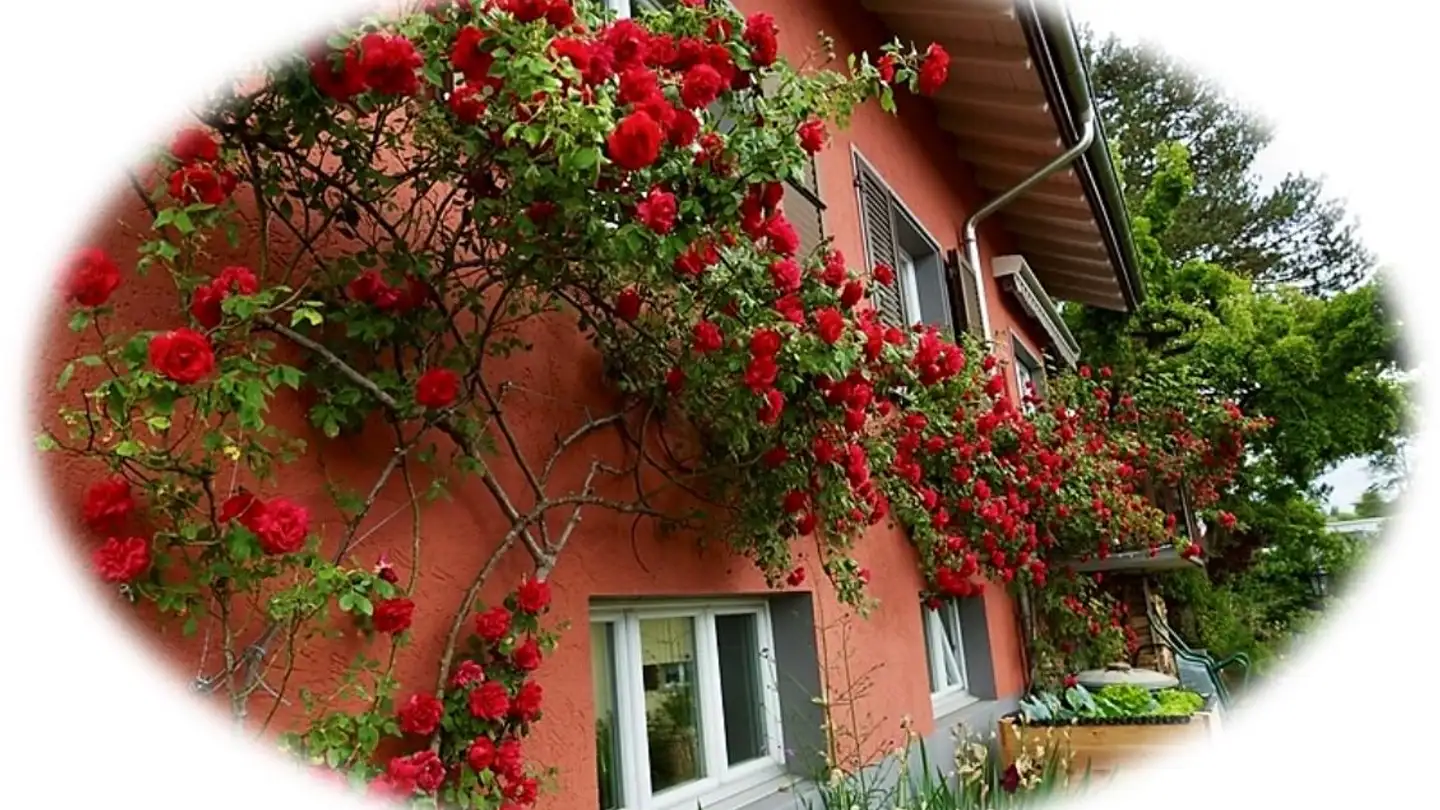 Single house for sale - Sonnenbergstrasse, 5734 Reinach AG - Photo 3