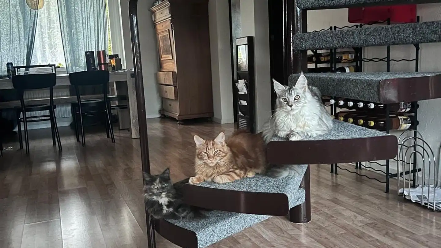 Duplex in affitto - Güetliweg, 8132 Hinteregg - Photo 4