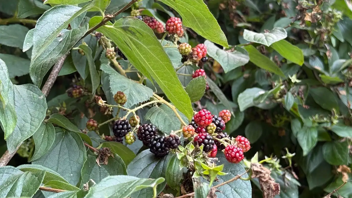 Casa singola in vendita - Ar Cassinòtt 14, 6997 Sessa - Photo 2