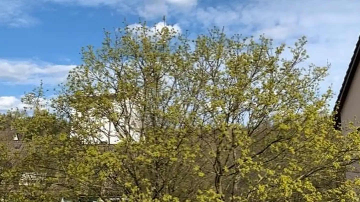 Wohnung mieten - Neumühlestrasse 61, 8406 Winterthur