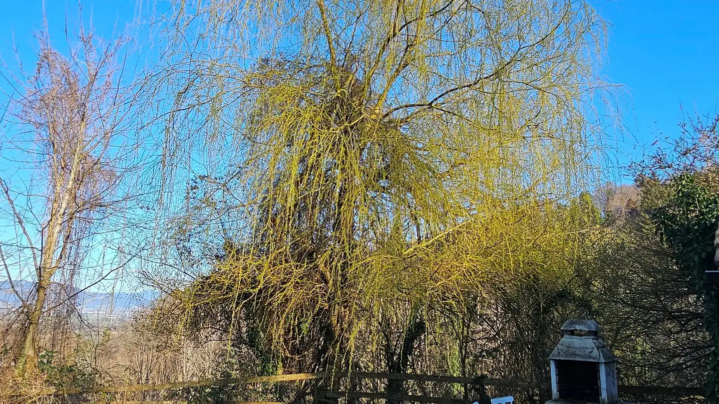 Wohnung mieten - Brendenstrasse 11, 9424 Rheineck