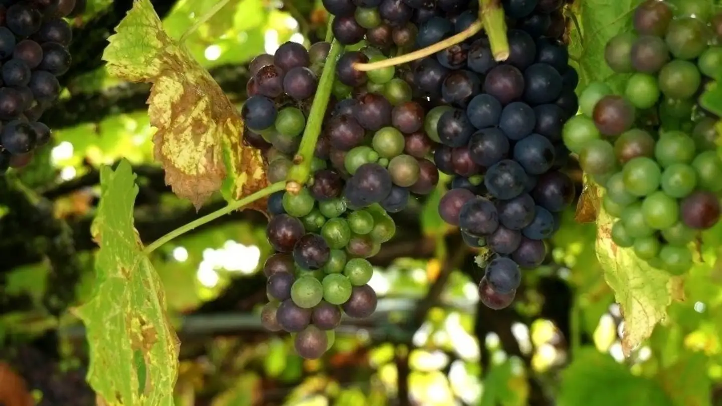 Stepped apartment for rent - Rue Des Prés / Mattenstrasse 36, 2503 Biel/Bienne - Photo 4