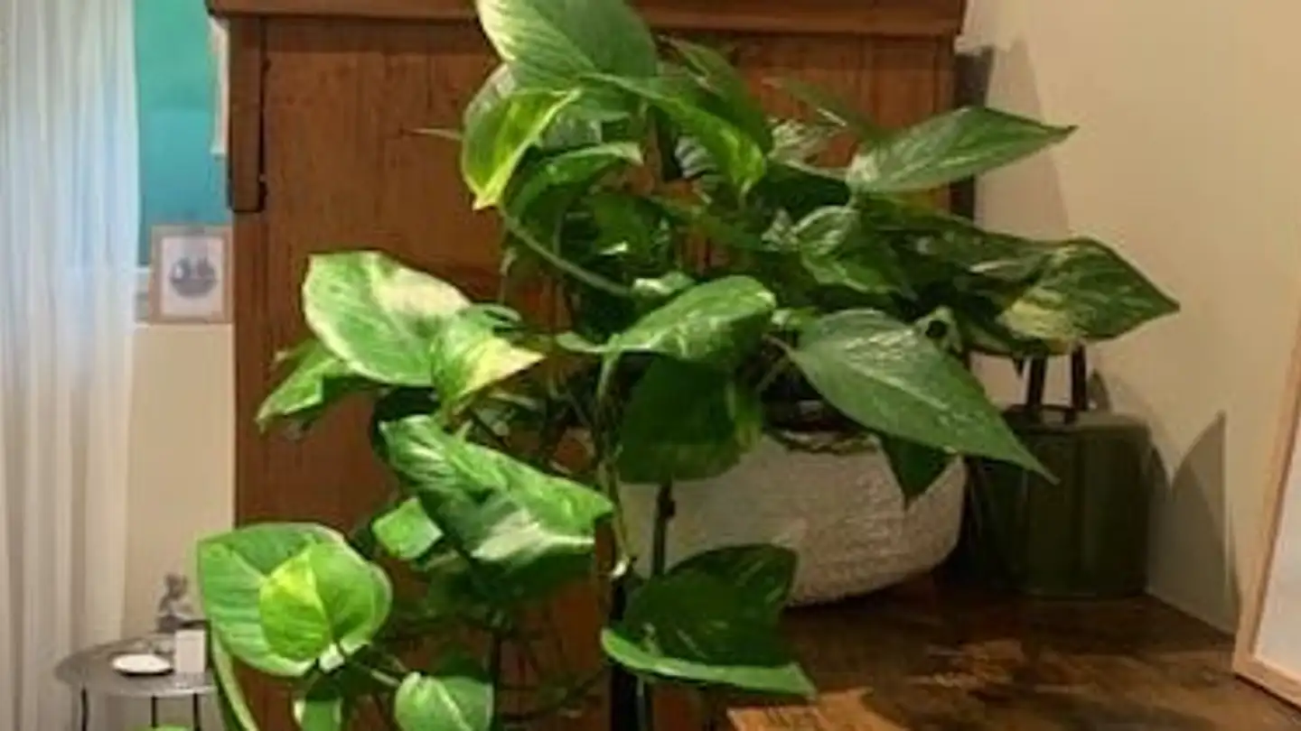 Proprietà industriale in affitto - Seestrasse 39b, 8806 Bäch SZ - Foto 3