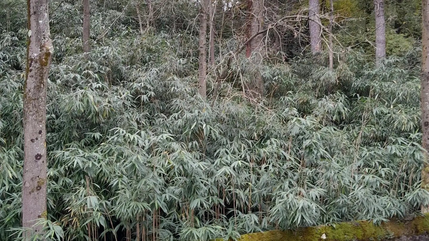 Appartamento in affitto - Via Cappellino Sora 8, 6855 Stabio