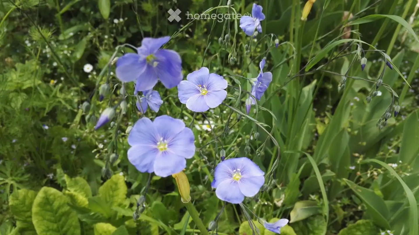 Appartement à louer - 1441 Valeyres-sous-Montagny
