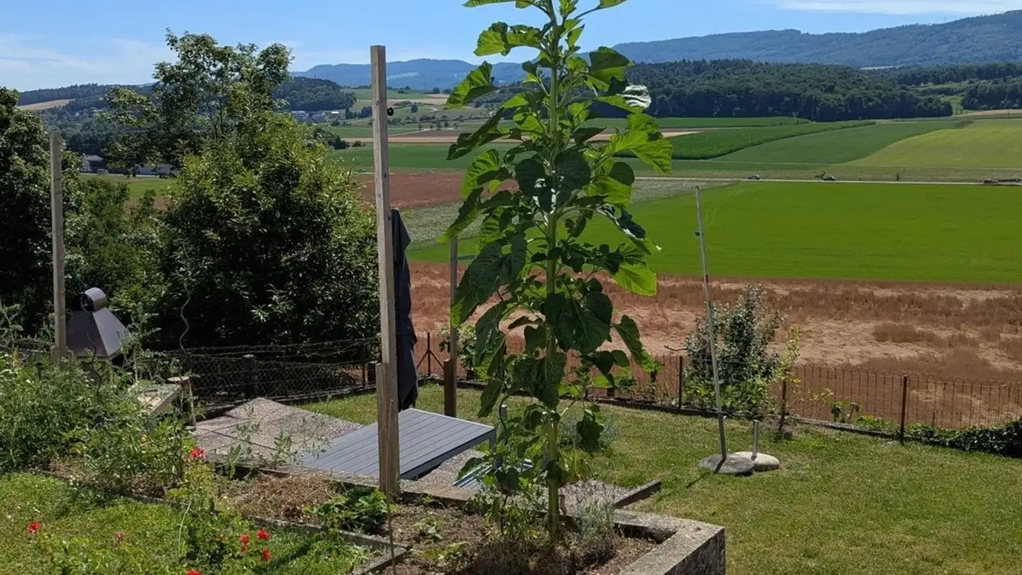 Appartamento in affitto - La Chaive 74, 2905 Courtedoux - Photo 3