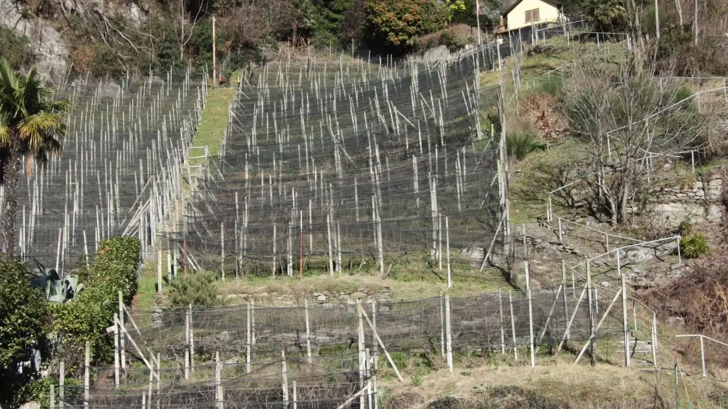 Commercial building plot for sale - El Stradún 73, 6513 Monte Carasso