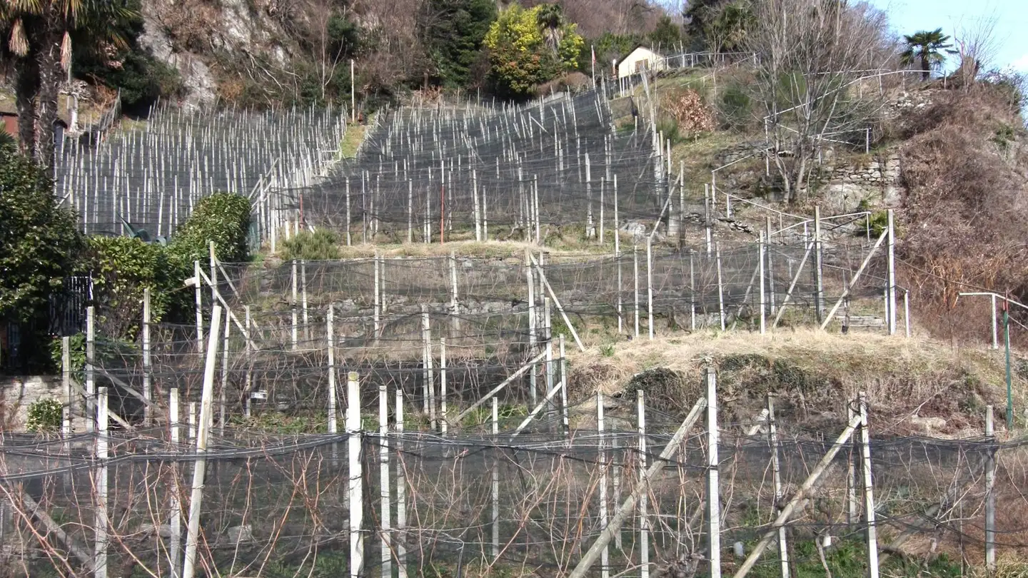 Commercial building plot for sale - El Stradún 73, 6513 Monte Carasso - Photo 2