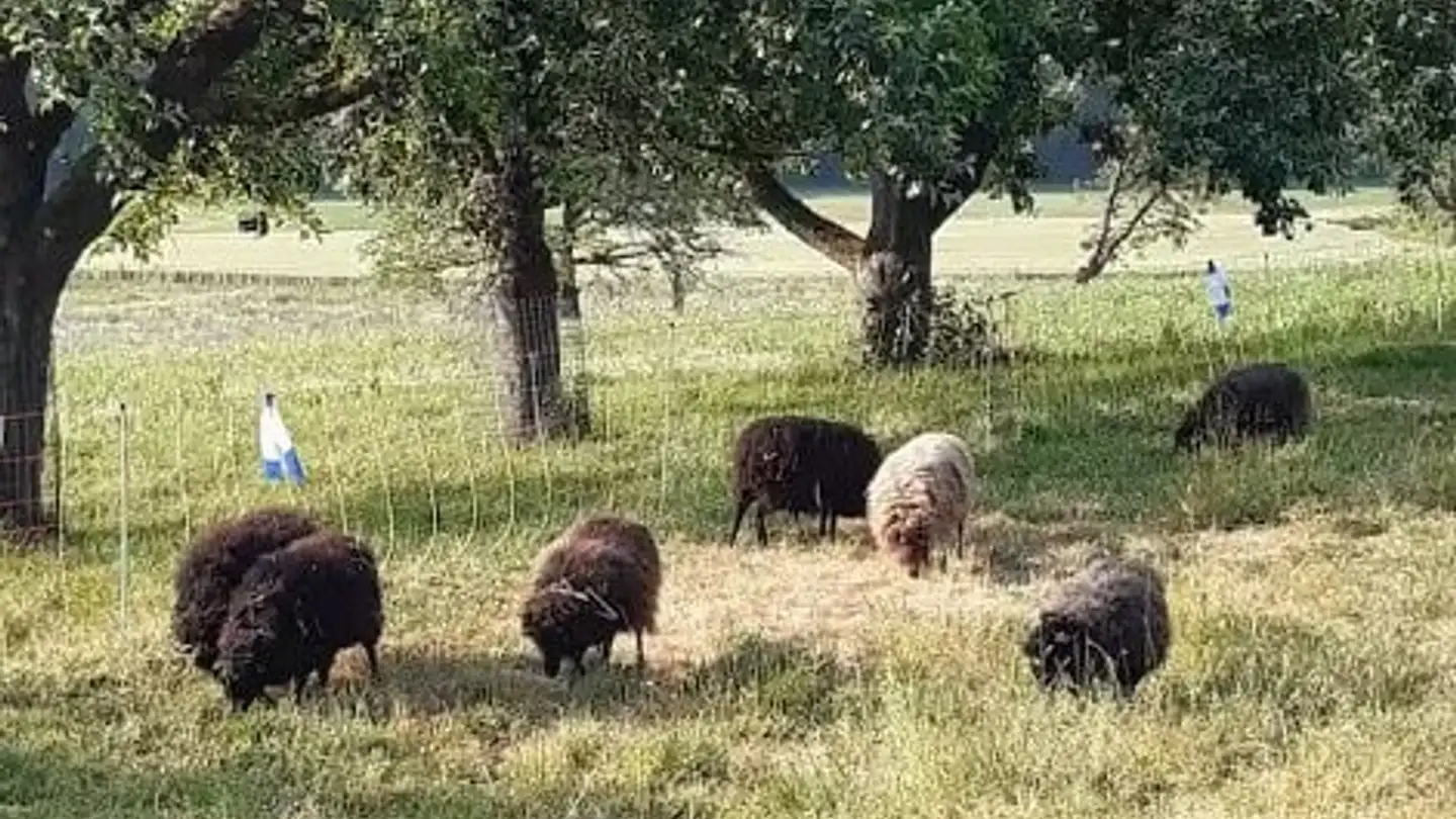 Stanza singola in affitto - 3213 Liebistorf - Foto 3