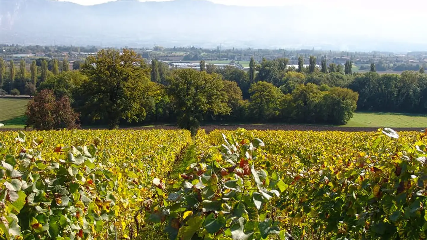 Einfamilienhaus kaufen - 1233 Bernex