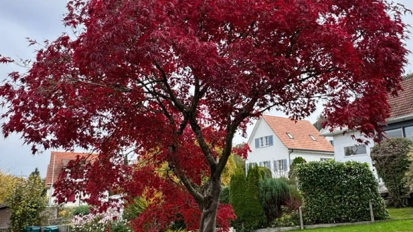 Casa singola in affitto - Steingrubenweg 73, 3095 Spiegel b. Bern - Photo 3
