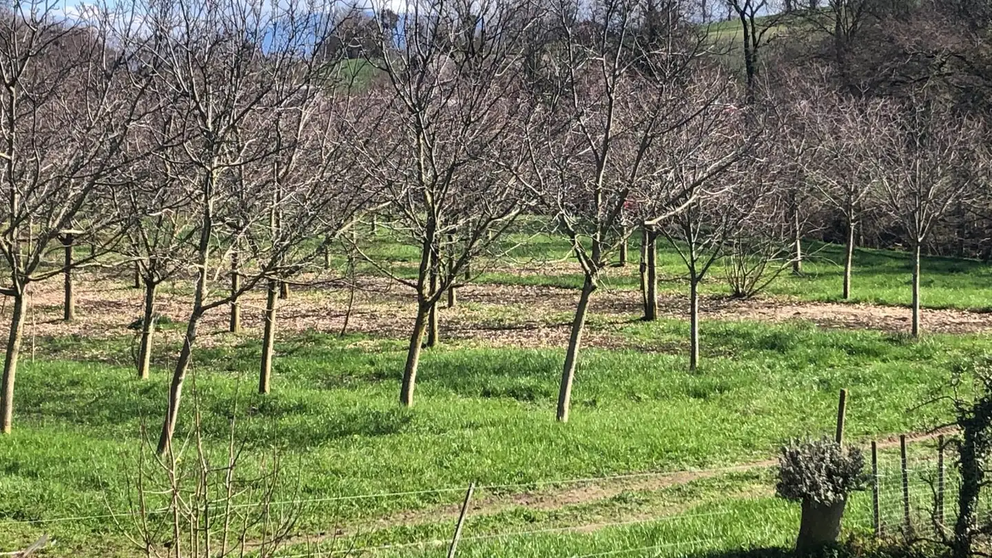 Single house for rent - 1174 Montherod - Photo 4