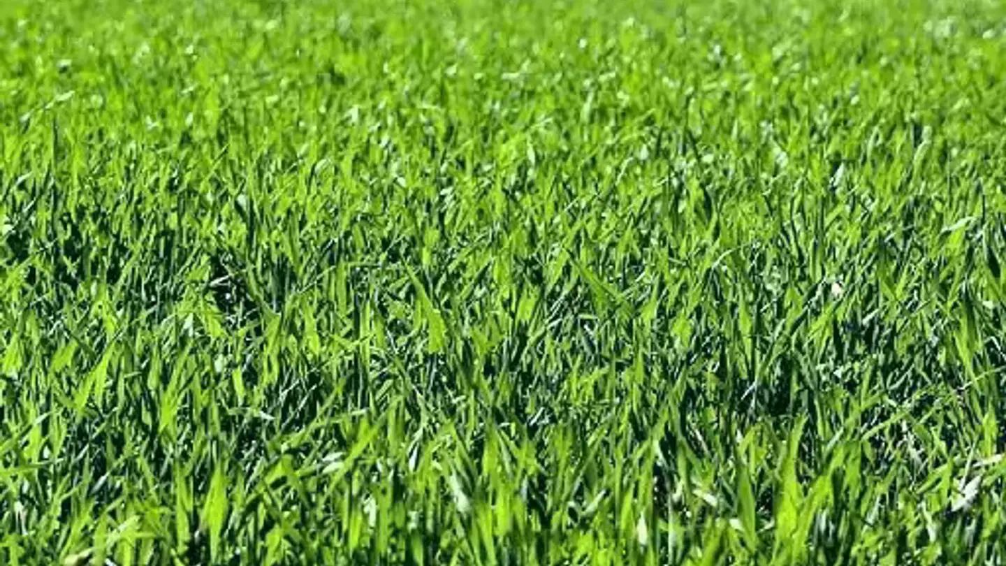 Constructible plot for sale - 6710 Biasca