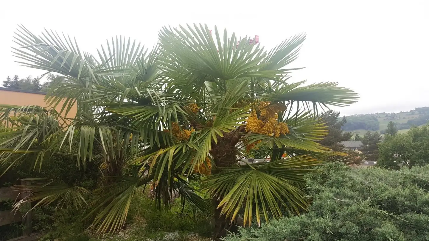 Stanza singola in affitto - Bruggenmattweg 76, 8906 Bonstetten - Photo 3