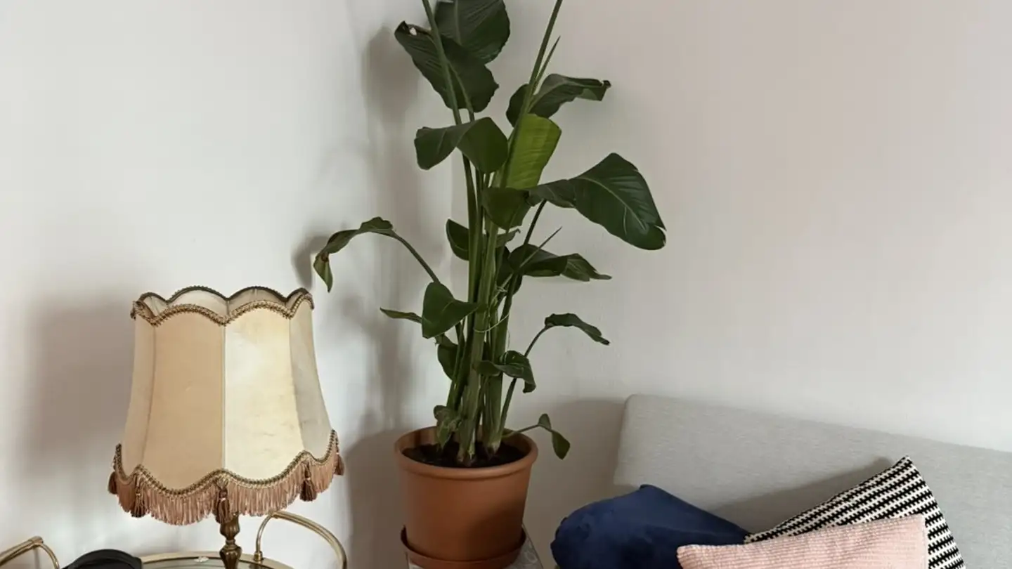 Single room for rent - 8003 Zürich