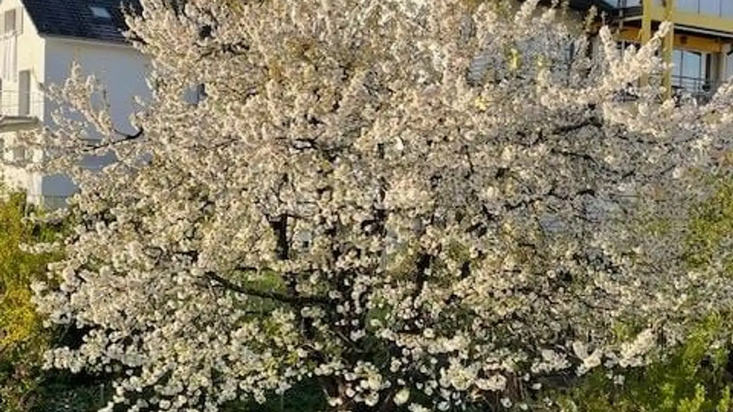 Maison en terrasse à louer - Tüfweg 8, 8044 Gockhausen