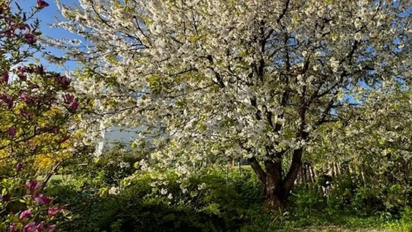Maison en terrasse à louer - Tüfweg 8, 8044 Gockhausen - Photo 2
