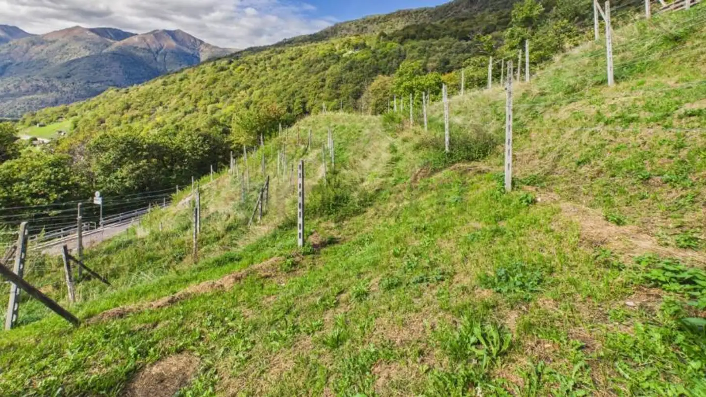 Terreno edificabile in vendita - 6809 Medeglia - Foto 2