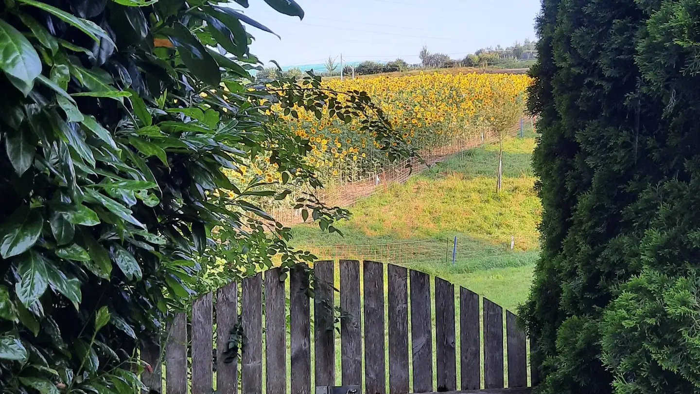 Maison individuelle à vendre - 8570 Weinfelden