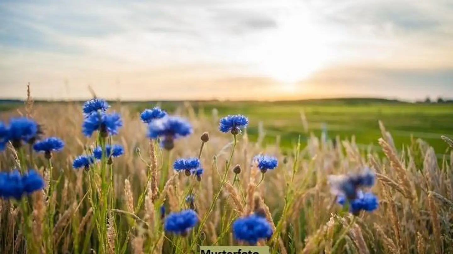 Property for sale - Ör Grossèe, 6674 Someo