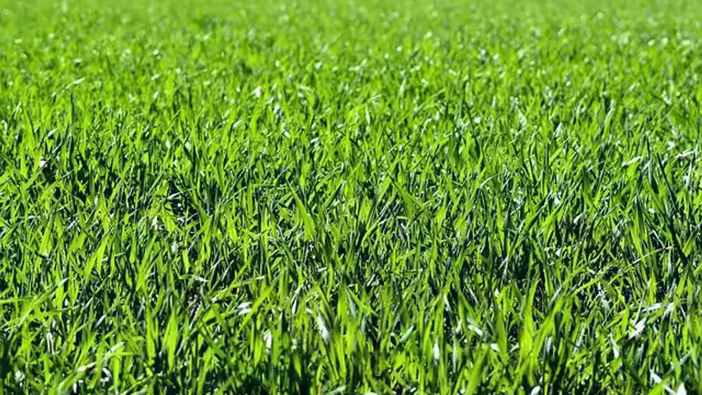 Constructible plot for sale - 6710 Biasca