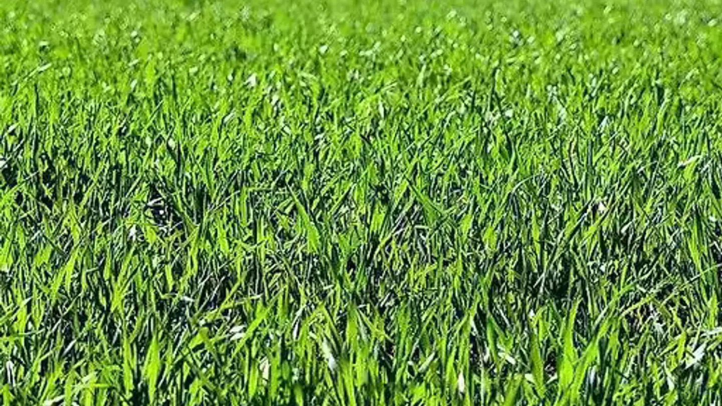 Terrain constructible à vendre - Via Ludiano, 6721 Ludiano