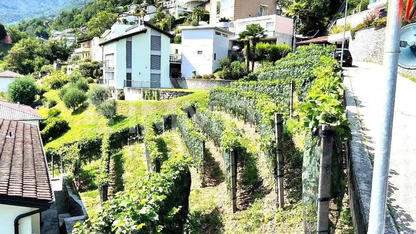 Constructible plot for sale - 6596 Gordola