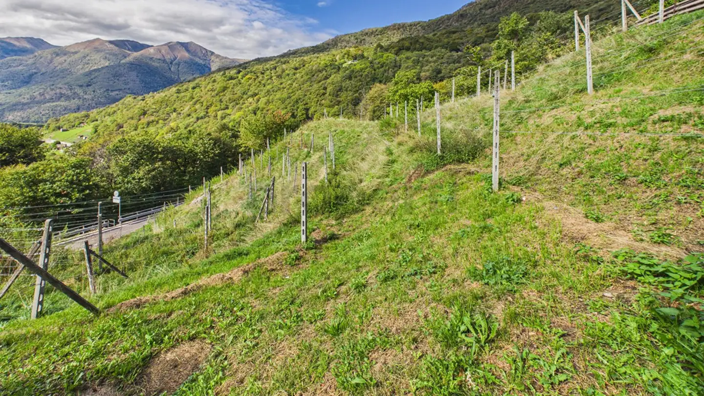Constructible plot for sale - 6802 Rivera - Photo 2