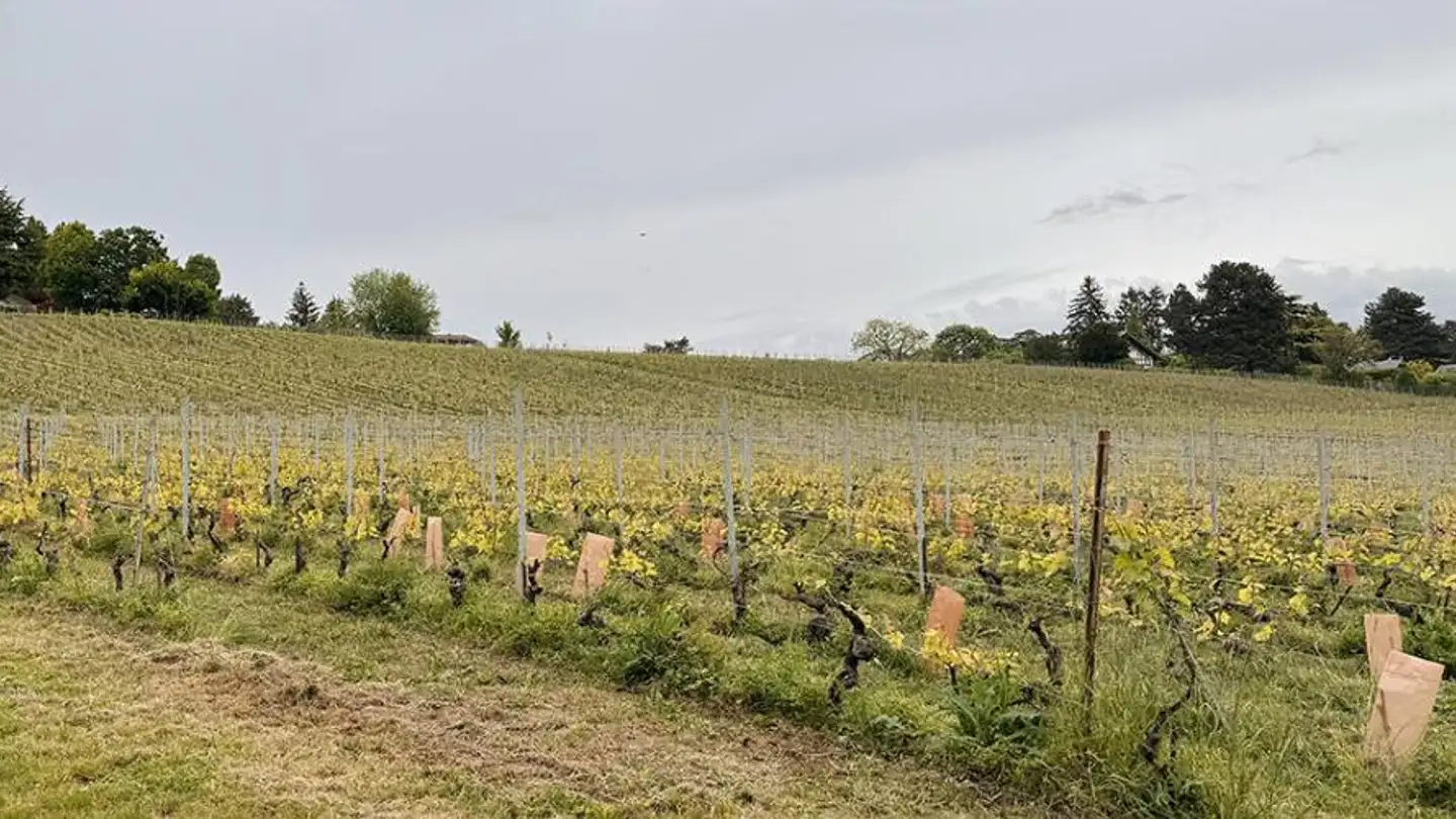 Apartment for sale - 1260 Nyon - Photo 2