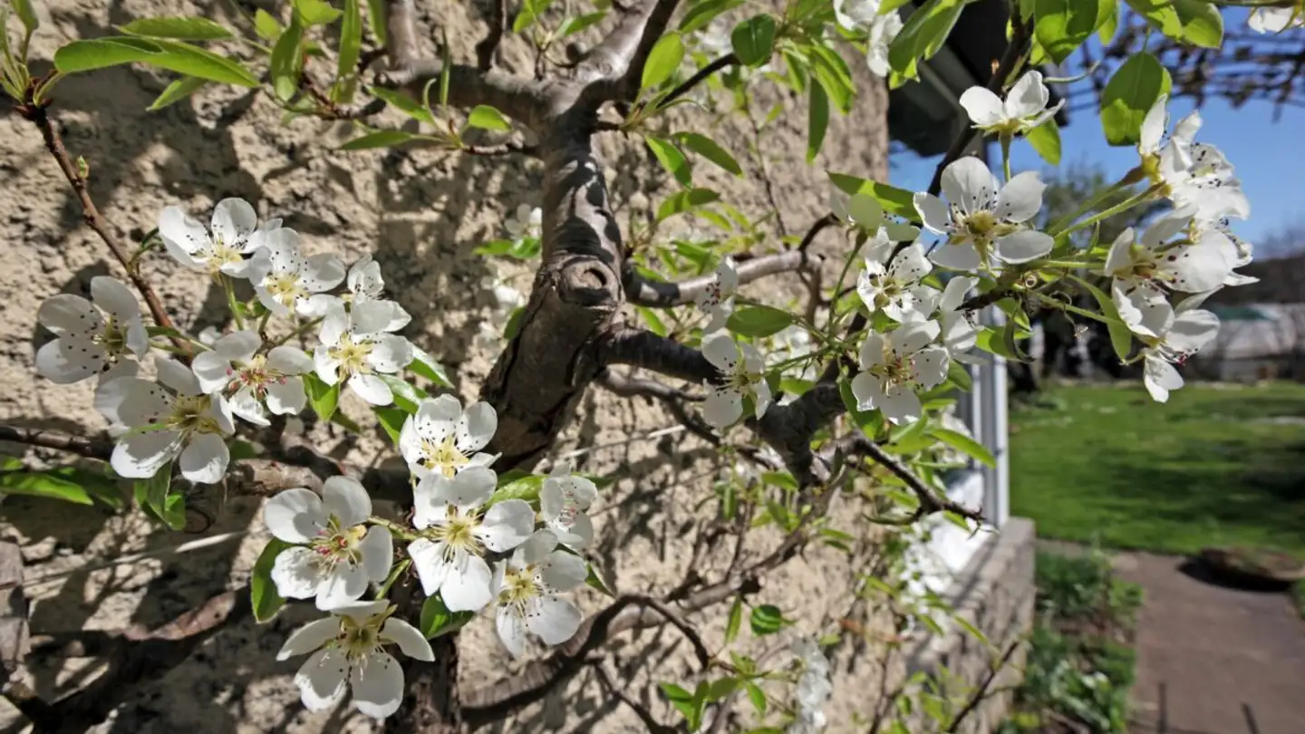 Single house for sale - Schulhausstrasse 22, 3114 Wichtrach - Photo 3