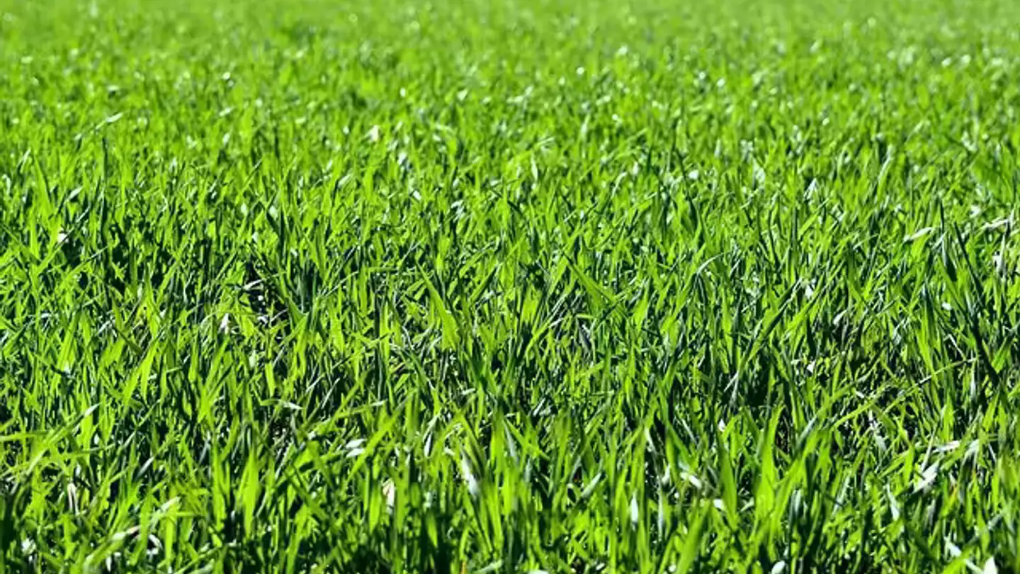 Constructible plot for sale - 6926 Montagnola