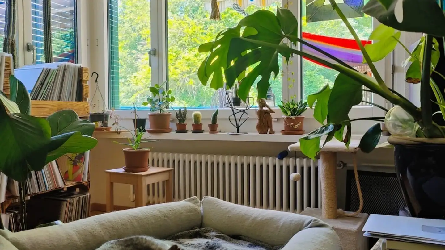 Stanza singola in affitto - 8903 Birmensdorf ZH - Foto 2