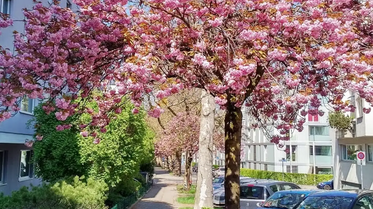 Commercial for rent - Oerlikonerstrasse 47, 8057 Zürich
