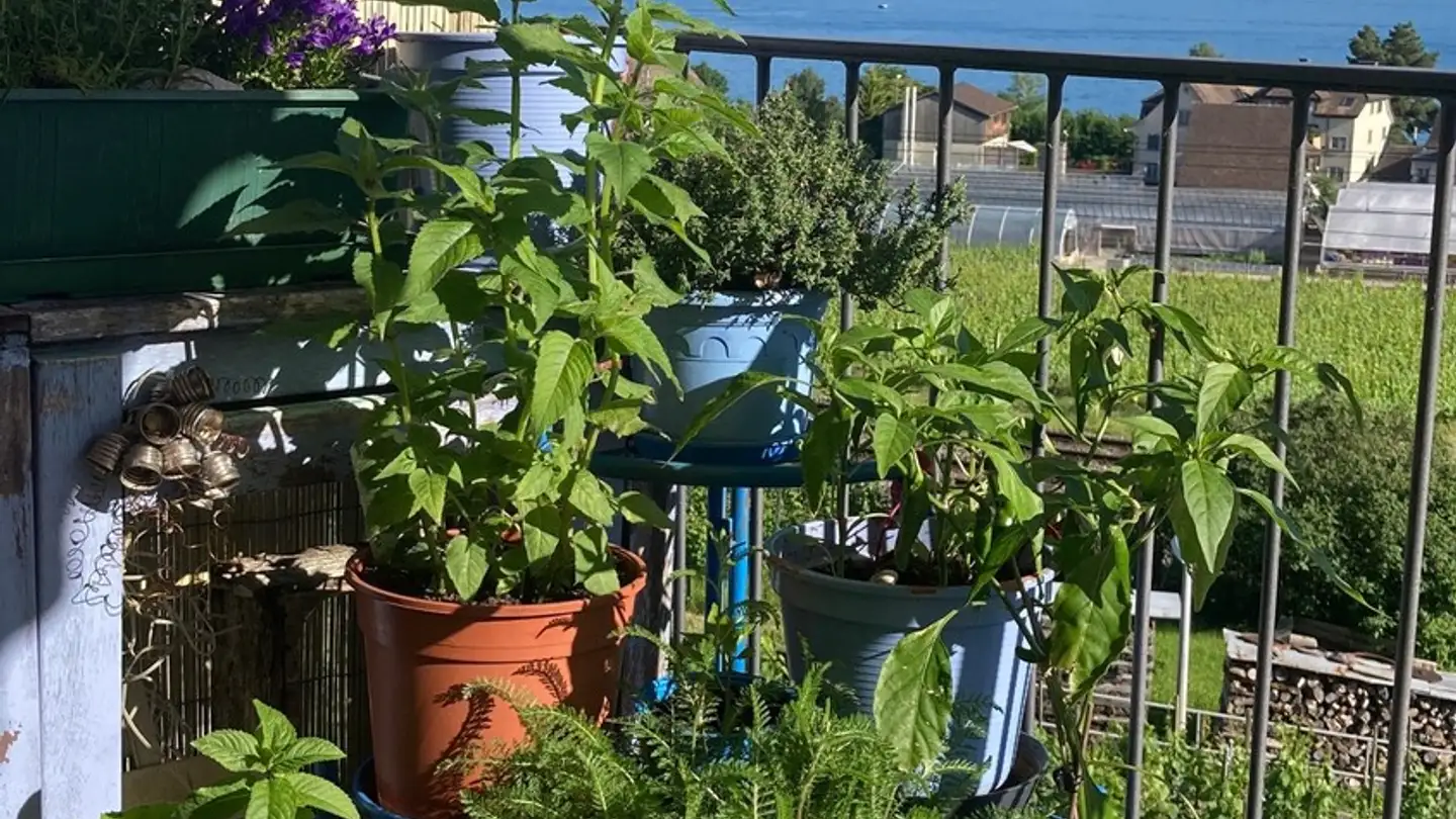 Furnished apartment for rent - 8706 Meilen - Photo 3