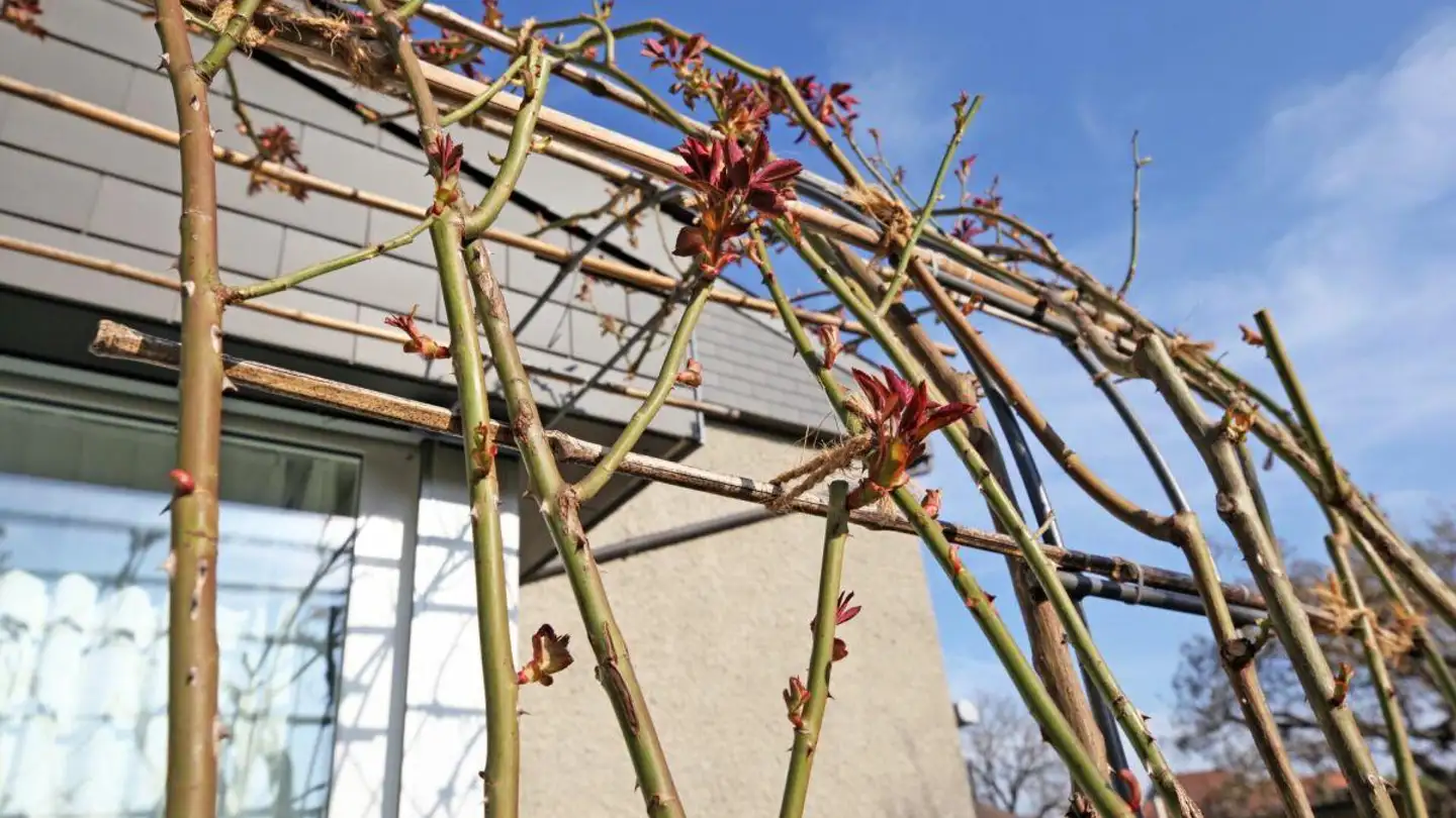 Single house for sale - Schulhausstrasse 22, 3114 Wichtrach - Photo 4