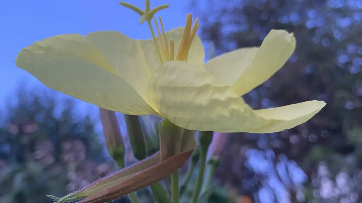 Stanza singola in affitto - Alte Unterortstrasse 3, 8804 Au ZH - Foto 4